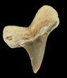 Cretaceous Cretoxyrhina Shark Tooth - Kansas #42949-1